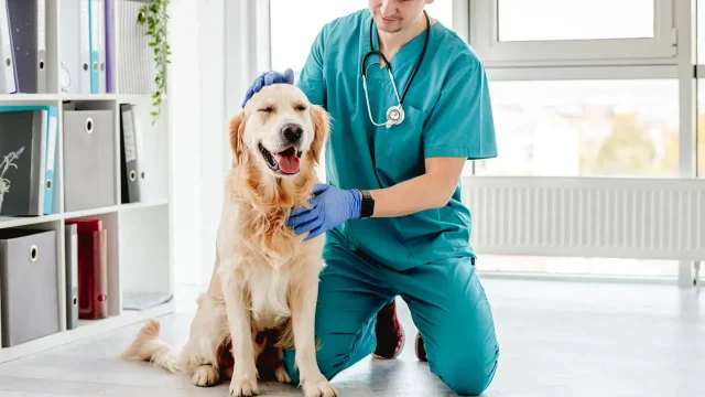 Pets and Pet Care